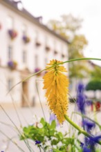 Yellow flower in the foreground, blurred building in the background, Nagold, Black Forest, Germany