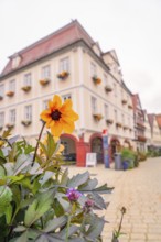 A magnificent flower in front of a historic building in a picturesque old town, Nagold, Black
