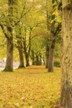 Autumn tree avenue with colorful leaves on the ground, Nagold, Black Forest, Germany