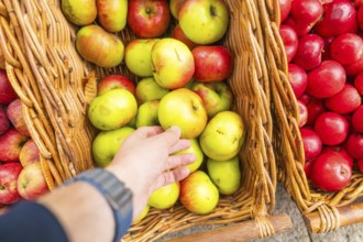 Hand grabs green and red apples in a basket at a market, Streuobstmarkt, Sindelfingen, Böblingen