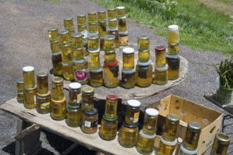Lots of mason jars on a rustic outdoor table, honey, mushrooms for sale on the side of the road