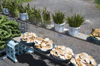 Bucket of green asparagus and husks full of mushrooms on a sales stand, roadside sale near Gorayk,