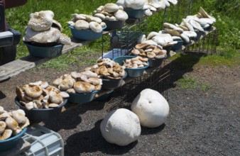 Various mushrooms in bowls on an open-air stall, two giant boviste (Calvatia gigantea) below,