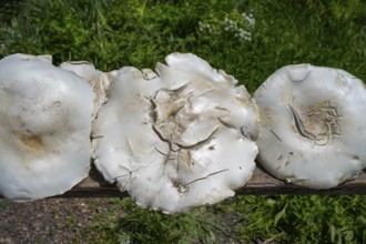 Three large white mushrooms on a wooden board in natural environment, mushrooms for sale near