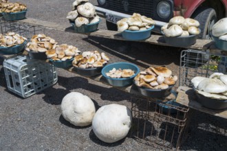 Mushrooms in various bowls at a street market in front of a parked car, mushrooms for sale on the