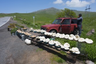 A stall with lots of mushrooms next to an open-air country road, mushrooms and other goods for sale