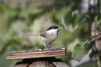 Swamp tit (Poecile palustris), bird food, autumn, The nun tit has found nuts at the feeding site in