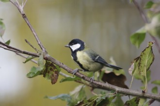 Great tit (Parus major), male, colorful, branch, apple tree, autumn