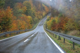 Mixed forest in autumn colors in Franconia on the B2 Nuremberg-Bayreuth, Upper Franconia, Bavaria,