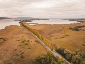 Landscape in autumn with a long road and orange tree rows, Lindau, Lake Constance, Germany