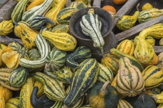 Decorative pumpkins in an old wagon wheel, Münsterland, North Rhine-Westphalia, Germany
