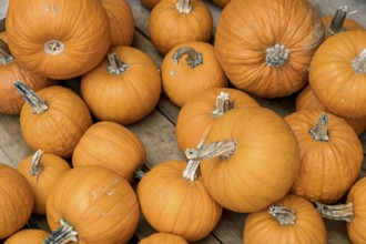 Large number of orange pumpkins stacked on wooden ground, North Rhine-Westphalia, Germany