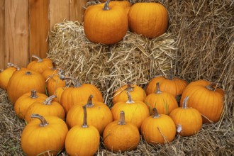 Orange pumpkins arranged on straw bales in front of a wooden barn wall, North Rhine-Westphalia,