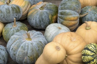 Various pumpkins in blue, yellow and orange arranged on a wooden table, North Rhine-Westphalia,