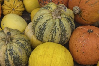 Colourful pumpkins and ornamental pumpkins close together, autumnal and rustic, North