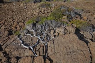 Bush pressed into the rock by the wind. Cape Raoul, Tasman Peninsula, Tasmania, Australia