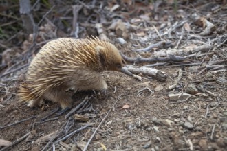 An echidna runs along the path at sunset. Warm light lies over rocks and the sea. Cape Raoul,