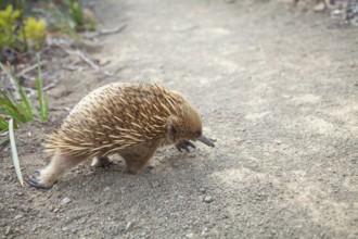 An echidna runs across the path at sunset. Warm light lies over rocks and the sea. Cape Raoul