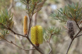 Australian Banksia between rocks and scrubland near Cape Raoul Tasmania