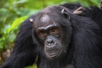 Chimpanzee (Pan Troglodytes), animal portrait, male grooming in the jungle, Kibale National Park,
