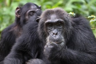 Two chimpanzees (Pan Troglodytes), animal portrait, adult males grooming in the jungle, Kibale