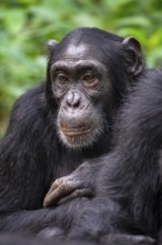 Chimpanzee (Pan Troglodytes), sad animal portrait, male in jungle, Kibale National Park, Uganda