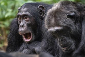 Two chimpanzees (Pan Troglodytes), sad animal portrait, male calling in the jungle, Kibale National