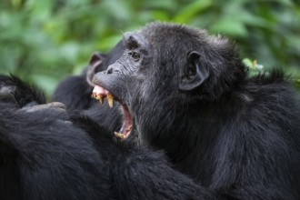 Chimpanzee (Pan Troglodytes), aggression, animal portrait, male grooming in the jungle, Kibale