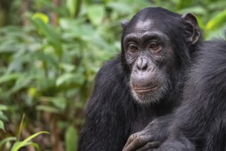 Chimpanzee (Pan Troglodytes), sad animal portrait, male in jungle, Kibale National Park, Uganda
