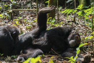 Chimpanzee (Pan Troglodytes) sticks foot in the air, male defrosting, grooming in the jungle,