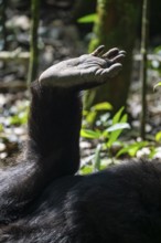 Detail, foot of a chimpanzee (Pan Troglodyte), Kibale National Park, Uganda