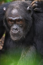 Chimpanzee (Pan Troglodytes), animal portrait, male grooming in the jungle, Kibale National Park,