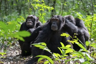 Three chimpanzees (Pan Troglodytes), adult male spawning, grooming in the jungle, Kibale National