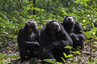 Three chimpanzees (Pan Troglodytes), group of animals, adult males looking up in the jungle, Kibale