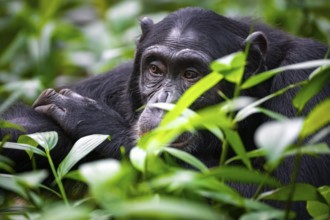 Beautiful animal portrait, chimpanzee (Pan Troglodytes), adult male among leaves in the jungle,
