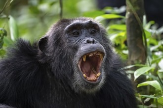 Beautiful animal portrait, chimpanzee (Pan Troglodytes), adult male calling in the jungle, Kibale