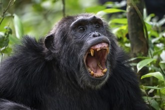Beautiful animal portrait, chimpanzee (Pan Troglodytes), adult male baring teeth, aggression in the