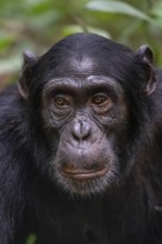 Animal portrait, chimpanzee (Pan Troglodytes), adult male in jungle, Kibale National Park, Uganda