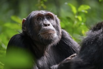 Beautiful animal portrait, chimpanzee (Pan Troglodytes), adult male in jungle, Kibale National