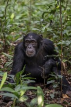 Chimpanzee (Pan Troglodytes), adult male sitting on the ground in the jungle, Kibale National Park,