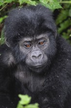 Mountain gorilla (Gorilla beringei beringei), young animal portrait, Bwindi Impenetrable Forest,