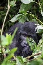 Mountain gorilla (Gorilla beringei beringei), between leaves, animal portrait, Bwindi Impenetrable