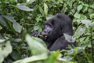 Mountain gorilla (Gorilla beringei beringei), Silverback, among leaves, Bwindi Impenetrable Forest,
