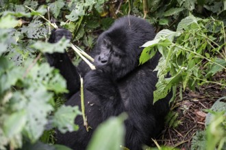 Mountain gorilla (Gorilla beringei beringei), eating leaves, Bwindi Impenetrable Forest, Uganda