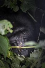 Mountain gorilla (Gorilla beringei beringei), Silverback, between leaves, animal portrait, Bwindi