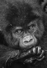 Mountain gorilla (Gorilla beringei beringei), young animal portrait, black and white, Bwindi