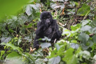 Mountain gorilla (Gorilla beringei beringei), juvenile, eats leaves, Bwindi Impenetrable Forest,