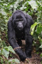 Mountain gorilla (Gorilla beringei beringei), gorilla running among leaves, Bwindi Impenetrable