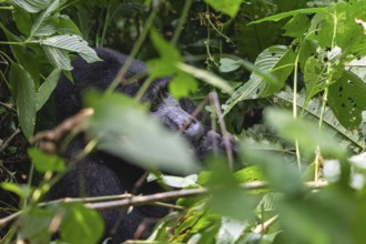 Mountain gorilla (Gorilla beringei beringei), Silverback, in thick vegetation, Bwindi Impenetrable
