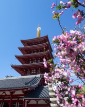 Cherry blossoms and five-story pagoda of Sensoji, Buddhist temple complex, Senso-ji temple,
